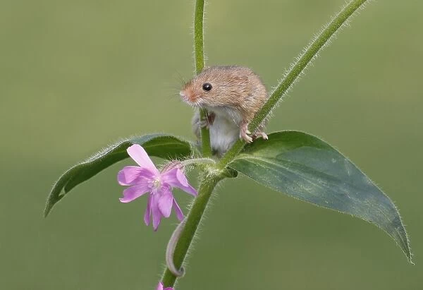 Harvest Mouse (Micromys minutus) adult, climbing on flowering geranium, Lincolnshire, England, april (controlled)