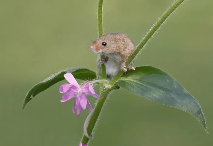 Framed Print : Harvest Mouse (Micromys minutus) adult, climbing on flowering geranium, Lincolnshire, England, april (controlled) Framed Print : Harvest Mouse (Micromys minutus) adult, climbing on flowering geranium, Lincolnshire, England, april (controlled)