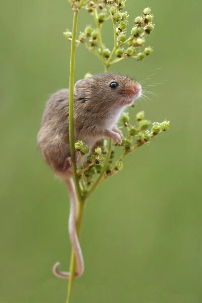 Harvest Mouse (Micromys minutus) adult, climbing Meadowsweet (Filipendula ulmaria) stem, Leicestershire, England, july