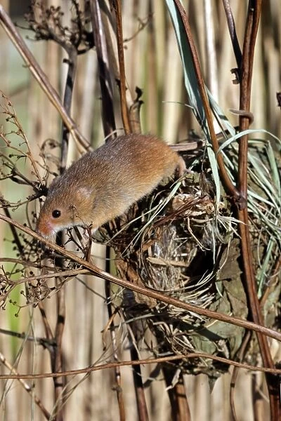 Harvest Mouse (Micromys minutus) adult, climbing on nest in reedbed, England, january (captive)