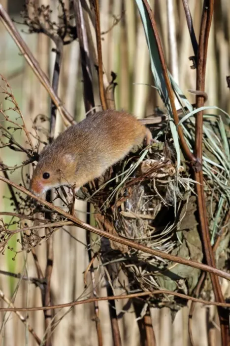 Framed Print : Harvest Mouse (Micromys minutus) adult, climbing on nest in reedbed, England, january (captive) Framed Print : Harvest Mouse (Micromys minutus) adult, climbing on nest in reedbed, England, january (captive)