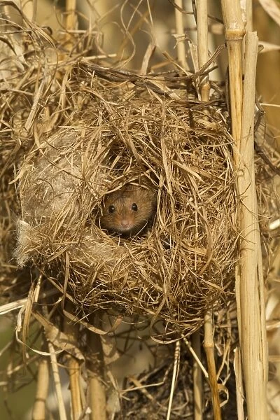 Harvest Mouse (Micromys minutus) adult, at breeding nest in reeds, England, April (controlled)