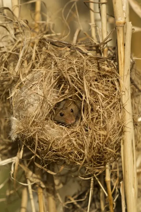 Framed Print : Harvest Mouse (Micromys minutus) adult, at breeding nest in reeds, England, April (controlled) Framed Print : Harvest Mouse (Micromys minutus) adult, at breeding nest in reeds, England, April (controlled)