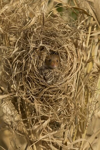 Harvest Mouse (Micromys minutus) adult female, at breeding nest in Canarygrass (Phalaris sp. ), Yorkshire, England