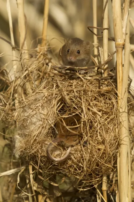 Framed Print : Harvest Mouse (Micromys minutus) two adults, at breeding nest in reeds, England, April (controlled)