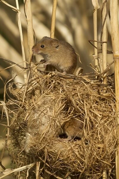 Harvest Mouse (Micromys minutus) two adults, at breeding nest in reeds, England, April (controlled)