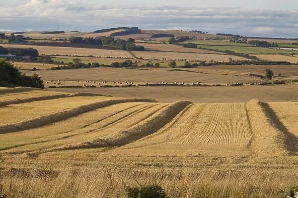 Harvested fields with lines of loose straw and round bales in evening sunlight