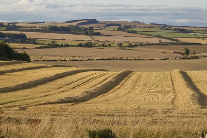 Framed Print : Harvested fields with lines of loose straw and round bales in evening sunlight