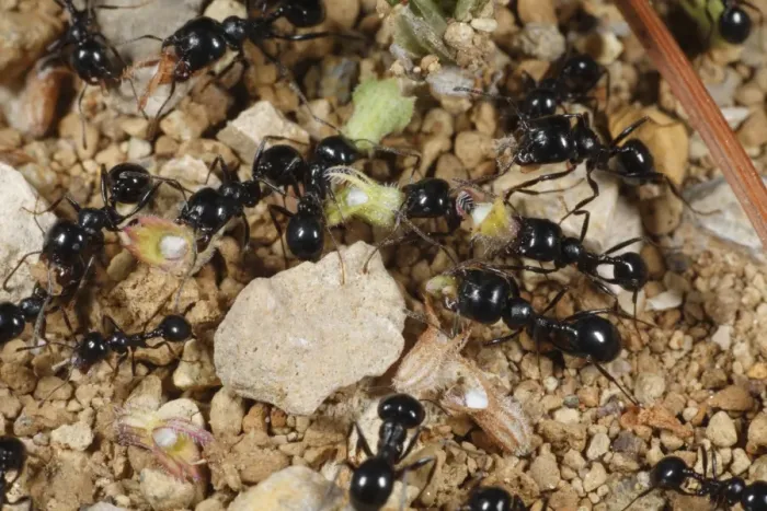 Framed Print : Harvester Ant (Messor barbara) adult workers, large and small headed types, collecting seeds, near Minerve, Herault, Languedoc-Roussillon, France, may Framed Print : Harvester Ant (Messor barbara) adult workers, large and small headed types, collecting seeds, near Minerve, Herault, Languedoc-Roussillon, France, may