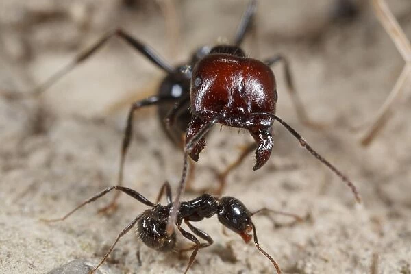 Harvester Ant (Messor barbara) major and minor workers, major worker with jaws open in defensive posture