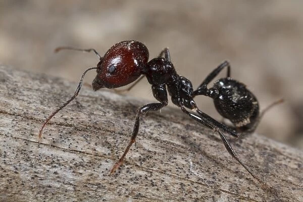 Harvester Ant (Messor barbara) median worker, Chaine des Alpilles, Bouches-du-Rhone, Provence, France, June