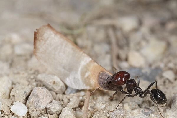 Harvester Ant (Messor barbara) median worker, carrying pine seed, Chaine des Alpilles, Bouches-du-Rhone, Provence