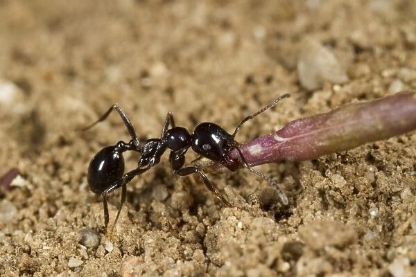 Harvester Ant (Messor bouvieri) adult, minor worker carrying seed back to nest, Montagne de la Clape, Aude