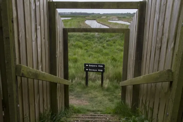 Framed Print : Havergate Island Suffolk. Foot path to hides looking west over Marsh