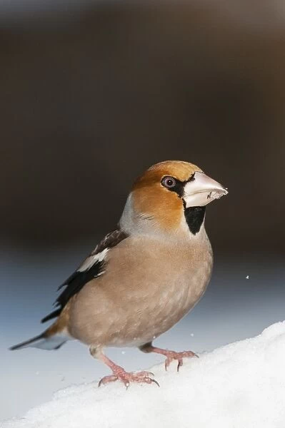 Hawfinch (Coccothraustes coccothraustes) adult male, standing on snow, Bialowieza N. P