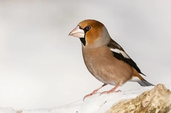 Hawfinch (Coccothraustes coccothraustes) adult male, standing on snow, Bialowieza N. P