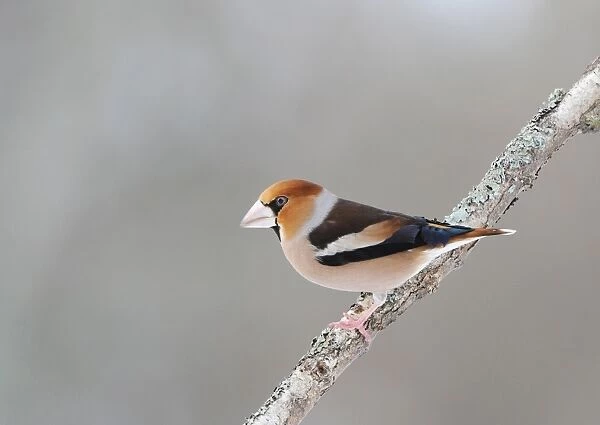 Hawfinch (Coccothraustes coccothraustes) adult male, perched on branch, Sweden, january