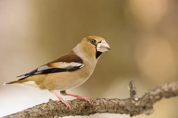 Hawfinch (Coccothraustes coccothraustes) adult female, perched on branch, Capanne di Marcarolo Regional Park, Lerma