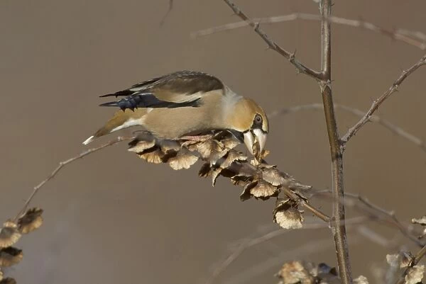 Hawfinch (Coccothraustes coccothraustes) adult, feeding on seeds, England, winter
