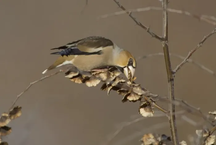 Framed Print : Hawfinch (Coccothraustes coccothraustes) adult, feeding on seeds, England, winter Framed Print : Hawfinch (Coccothraustes coccothraustes) adult, feeding on seeds, England, winter