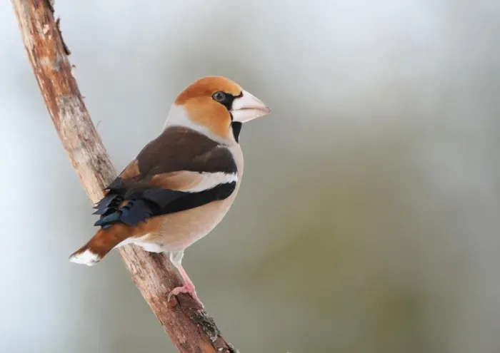 Framed Print : Hawfinch (Coccothraustes coccothraustes) adult male, perched on branch, Sweden, january Framed Print : Hawfinch (Coccothraustes coccothraustes) adult male, perched on branch, Sweden, january