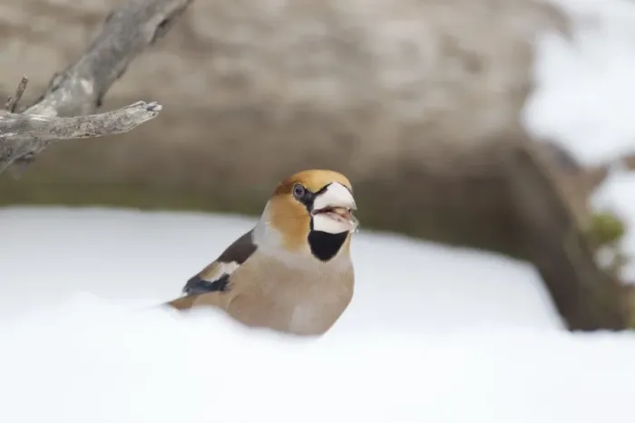 Framed Print : Hawfinch (Coccothraustes coccothraustes) adult male, feeding, standing on snow covered ground, Bulgaria, january Framed Print : Hawfinch (Coccothraustes coccothraustes) adult male, feeding, standing on snow covered ground, Bulgaria, january