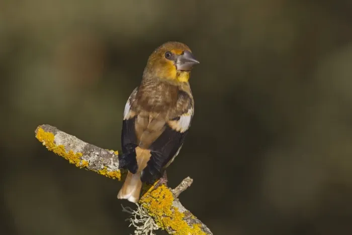 Framed Print : Hawfinch (Coccothraustes coccothraustes) juvenile, perched on twig, Northern Spain, july Framed Print : Hawfinch (Coccothraustes coccothraustes) juvenile, perched on twig, Northern Spain, july