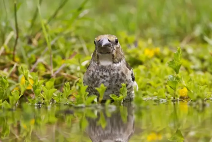Framed Print : Hawfinch (Coccothraustes coccothraustes) juvenile, bathing in water, Gabarevo, Stara Zagora Province, Bulgaria, June Framed Print : Hawfinch (Coccothraustes coccothraustes) juvenile, bathing in water, Gabarevo, Stara Zagora Province, Bulgaria, June