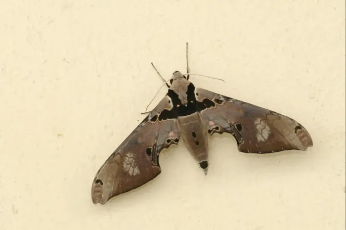 Framed Print : Hawkmoth (Adhemarius gannascus) adult, resting on wall, Trinidad, Trinidad and Tobago Framed Print : Hawkmoth (Adhemarius gannascus) adult, resting on wall, Trinidad, Trinidad and Tobago
