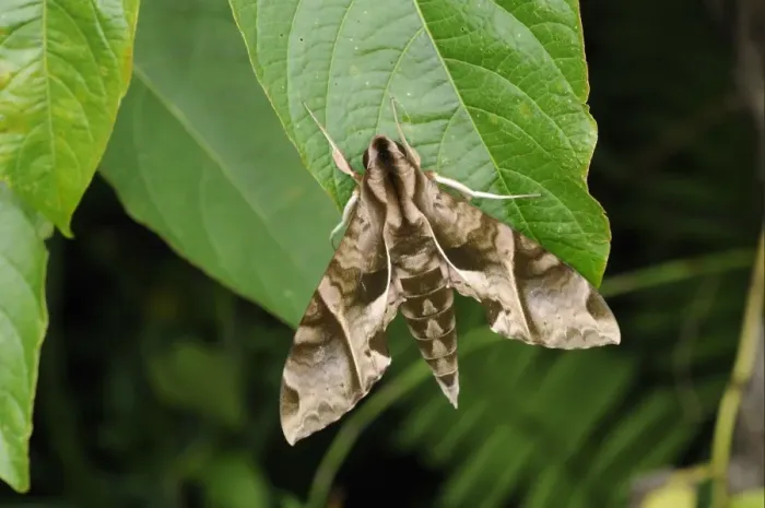Framed Print : Hawkmoth (Eumorpha analis) adult, resting on leaf, Trinidad, Trinidad and Tobago Framed Print : Hawkmoth (Eumorpha analis) adult, resting on leaf, Trinidad, Trinidad and Tobago