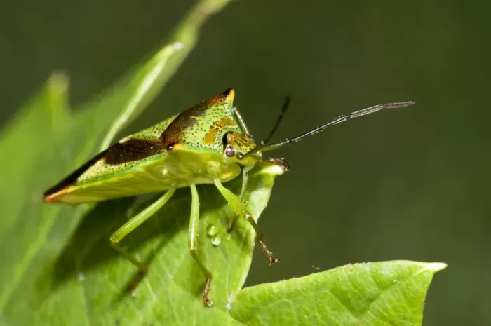 Framed Print : Hawthorn Shieldbug (Acanthosoma haemorrhoidale) adult, resting on leaf in garden, Belvedere, Kent, England, september Framed Print : Hawthorn Shieldbug (Acanthosoma haemorrhoidale) adult, resting on leaf in garden, Belvedere, Kent, England, september