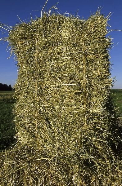 Hay crop, close-up of hay bale, Sweden