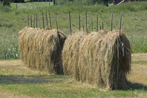 Hay crop, drying on racks, Sweden
