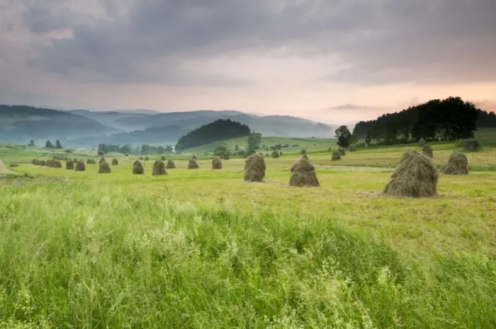 Framed Print : Hay ricks in montane meadow at sunset, Tatra Mountains, Western Carpathians, Poland, June Framed Print : Hay ricks in montane meadow at sunset, Tatra Mountains, Western Carpathians, Poland, June