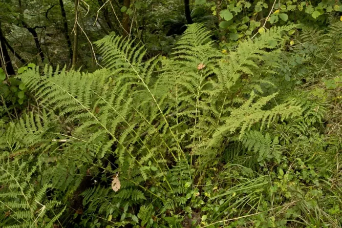 Framed Print : Hay-scented Buckler Fern (Dryopteris aemula) fronds, growing in woodland, East Lyn River Valley, Exmoor N. P Framed Print : Hay-scented Buckler Fern (Dryopteris aemula) fronds, growing in woodland, East Lyn River Valley, Exmoor N. P