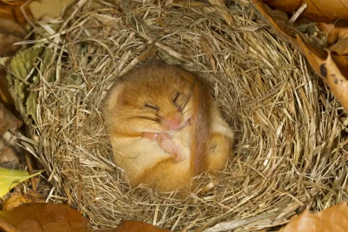 Framed Print : Hazel Dormouse (Muscardinus avellanarius) adult, hibernating in nest, Norfolk, England, January Framed Print : Hazel Dormouse (Muscardinus avellanarius) adult, hibernating in nest, Norfolk, England, January