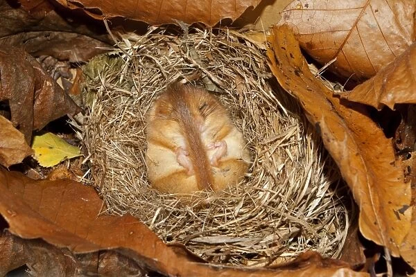 Hazel Dormouse (Muscardinus avellanarius) adult, hibernating in nest, Norfolk, England, January