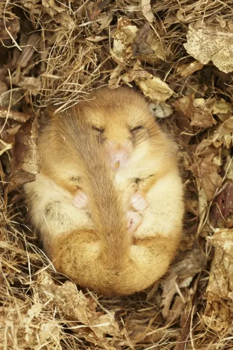 Framed Print : Hazel Dormouse (Muscardinus avellanarius) adult, hibernating in nest, part of re-introduction breeding programme, Kent Framed Print : Hazel Dormouse (Muscardinus avellanarius) adult, hibernating in nest, part of re-introduction breeding programme, Kent