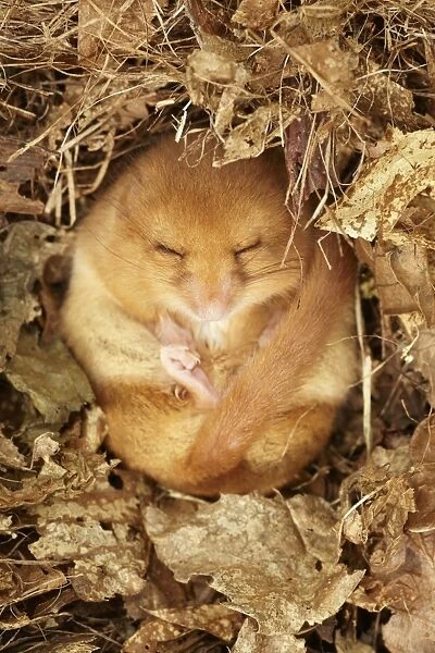 Hazel Dormouse (Muscardinus avellanarius) adult, hibernating in nest, part of re-introduction breeding programme, Kent