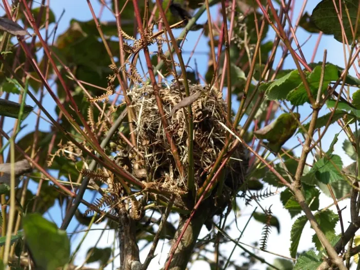 Framed Print : Hazel Dormouse (Muscardinus avellanarius) nest, on European Spindle (Euonymus europaeus) in hedgerow, Devon, England Framed Print : Hazel Dormouse (Muscardinus avellanarius) nest, on European Spindle (Euonymus europaeus) in hedgerow, Devon, England