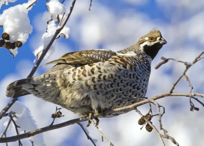 Framed Print : Hazel Grouse (Bonasa bonasia) adult male, perched in snow covered Grey Alder (Alnus incana) tree, Finland, february Framed Print : Hazel Grouse (Bonasa bonasia) adult male, perched in snow covered Grey Alder (Alnus incana) tree, Finland, february