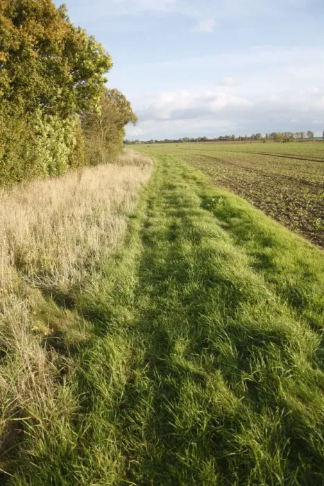 Framed Print : Headland set-a-side strip between hedgerow and arable field, Bacton, Suffolk, England, october