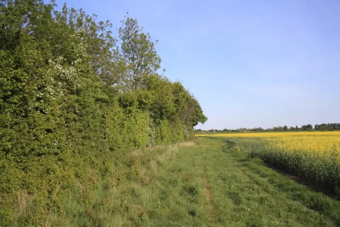 Framed Print : Headland set-a-side strip between hedgerow and Oilseed Rape (Brassica napus) crop, Bacton, Suffolk, England, may Framed Print : Headland set-a-side strip between hedgerow and Oilseed Rape (Brassica napus) crop, Bacton, Suffolk, England, may