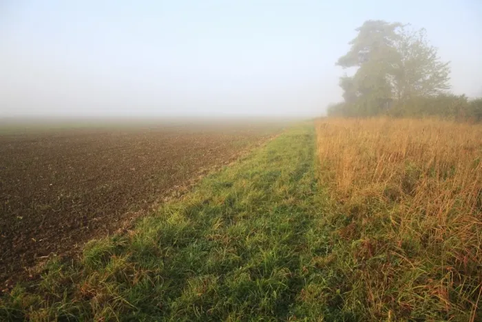 Framed Print : Headland strip between permanent set-a-side and cultivated arable field in mist at dawn, Bacton, Suffolk, England Framed Print : Headland strip between permanent set-a-side and cultivated arable field in mist at dawn, Bacton, Suffolk, England