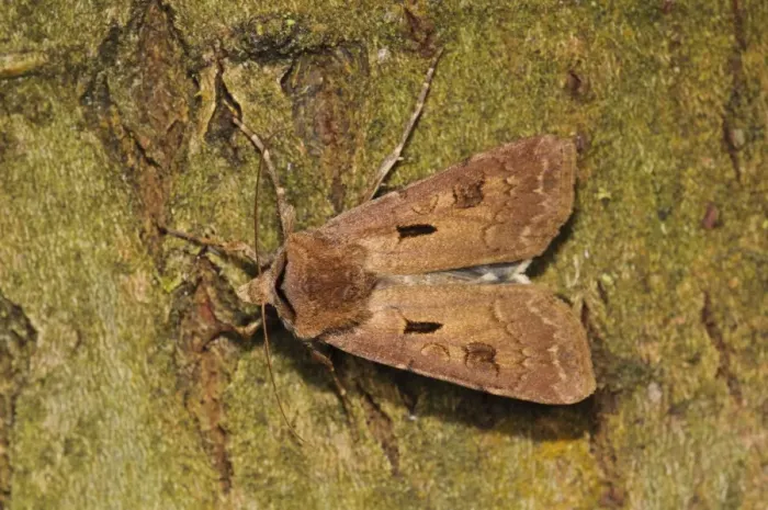 Framed Print : Heart and Dart (Agrotis exclamationis) adult, resting on bark, Thursley Common National Nature Reserve, Surrey Framed Print : Heart and Dart (Agrotis exclamationis) adult, resting on bark, Thursley Common National Nature Reserve, Surrey
