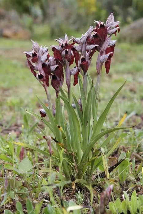 Framed Print : Heart-flowered Tongue Orchid (Serapias cordigera) flowering, group growing on roadside verge, Corsica, France, May Framed Print : Heart-flowered Tongue Orchid (Serapias cordigera) flowering, group growing on roadside verge, Corsica, France, May
