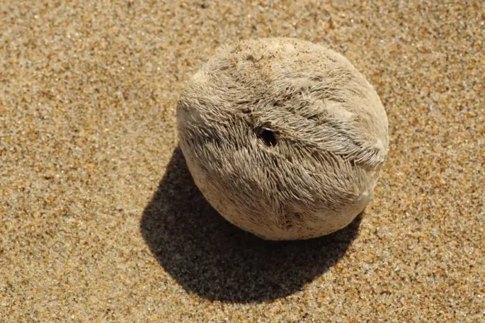 Framed Print : Heart Urchin (Echinocardium cordatum) test, washed up on beach strandline, Gower Peninsula, Glamorgan, Wales, july Framed Print : Heart Urchin (Echinocardium cordatum) test, washed up on beach strandline, Gower Peninsula, Glamorgan, Wales, july