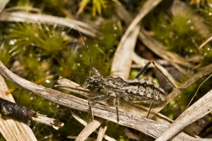 Framed Print : Heath Assassin Bug (Coranus subapterus) adult, Thursley Common National Nature Reserve, Surrey, England, august Framed Print : Heath Assassin Bug (Coranus subapterus) adult, Thursley Common National Nature Reserve, Surrey, England, august