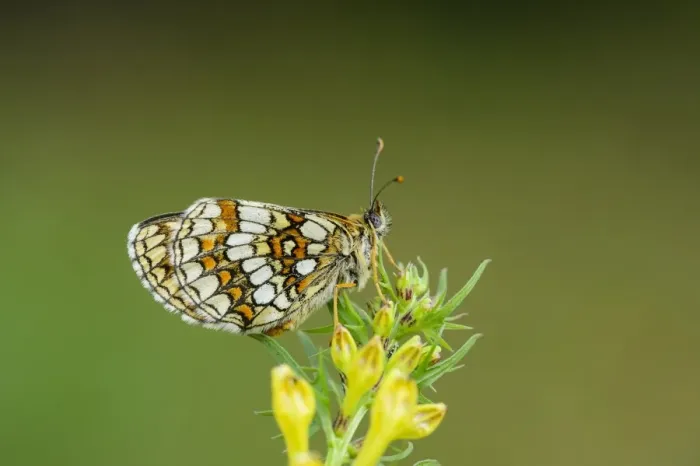 Framed Print : Heath Fritillary (Melitaea athalia) adult, resting on Common Cow-wheat (Melampyrum pratense) larval foodplant
