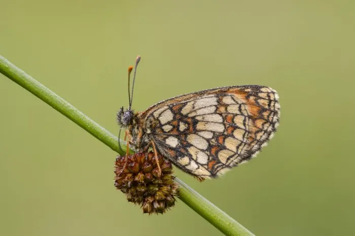 Framed Print : Heath Fritillary (Melitaea athalia) adult, covered in dew, resting on stem, East Blean Woods National Nature Reserve